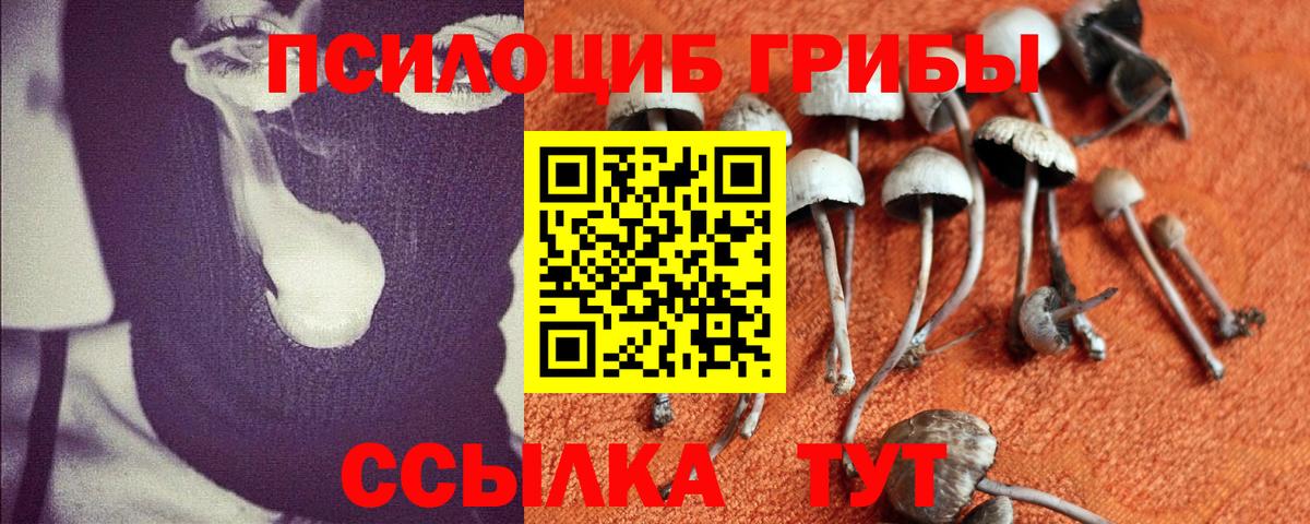 Галлюциногенные грибы Psilocybine cubensis  Пенза  Псилоцибиновые грибы GOLDEN TEACHER 